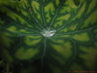 /album/fleur-ii/a2010-07-03-macros-10-1-jpg1/